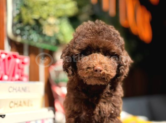 Çikolata Poodle Erkek Oğlumuz görsel