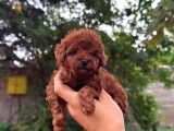 Çiftliğinden Kore Poodle Yavruları