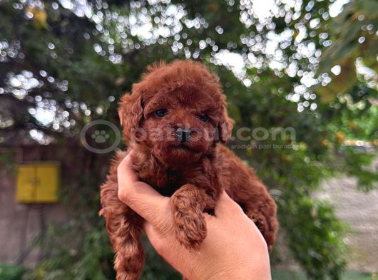 Çiftliğinden Kore Poodle Yavruları