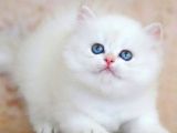 Uzun Tüylü Mavi Göz Ns1133 British Longhair