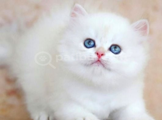 Uzun Tüylü Mavi Göz ns1133 British Longhair