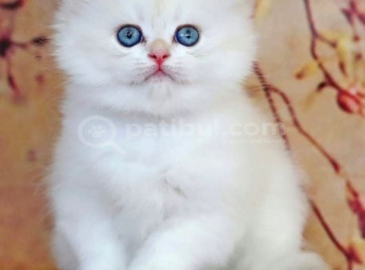 Uzun Tüylü Mavi Göz Ns1133 British Longhair görsel