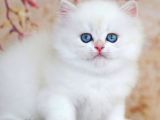Uzun Tüylü Mavi Göz Ns1133 British Longhair