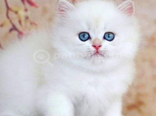 Uzun Tüylü Mavi Göz Ns1133 British Longhair görsel