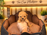 Gerçek Tea Kore Malti̇poo Yavrularimiz