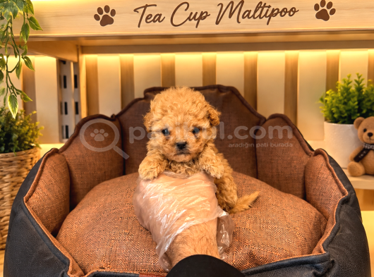 GERÇEK TEA KORE MALTİPOO YAVRULARIMIZ