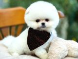 Çiftlikten Pomeranian Yavruları