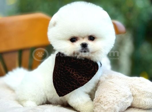 Çiftlikten Pomeranian Yavruları