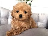 Safkan Malti̇poo Bebekleri̇m