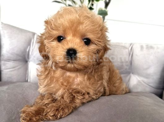 SAFKAN MALTİPOO BEBEKLERİM