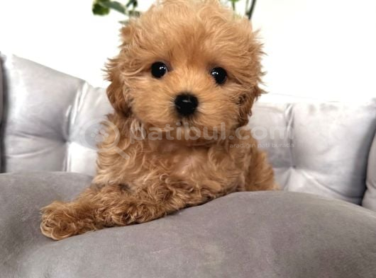 Safkan Malti̇poo Bebekleri̇m görsel