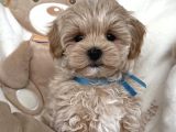 Kore Malti̇poo Yavrularimiz
