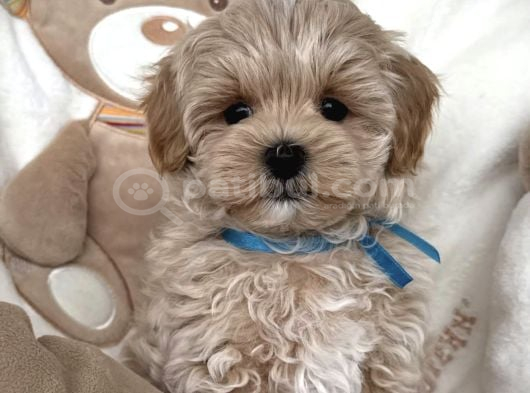 Kore Malti̇poo Yavrularimiz