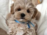 Kore Malti̇poo Yavrularimiz