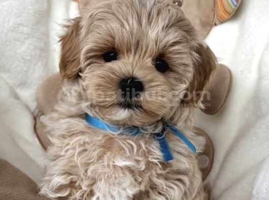 Kore Malti̇poo Yavrularimiz görsel