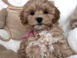 Kore Malti̇poo Yavrularimiz