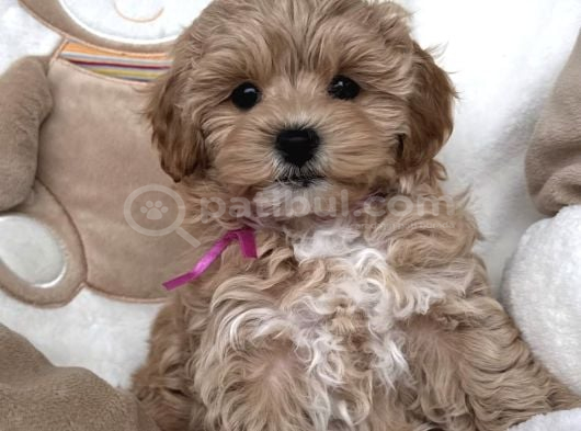Kore Malti̇poo Yavrularimiz görsel