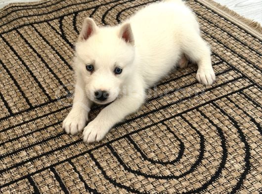 Beyaz Husky görsel