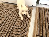 Beyaz Husky
