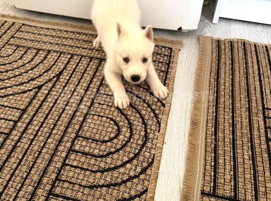 Beyaz Husky görsel