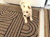 Beyaz Husky