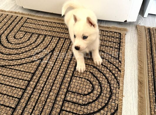 Beyaz Husky görsel
