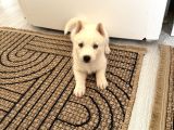 Beyaz Husky