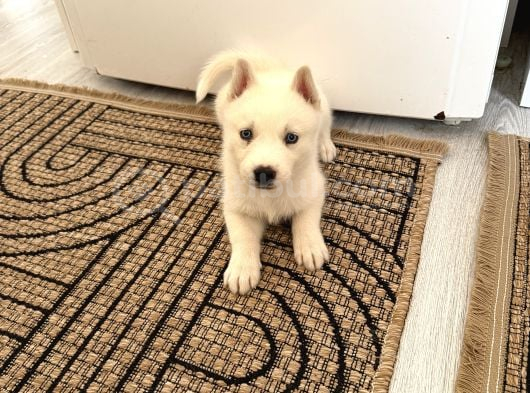 BEYAZ HUSKY