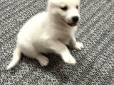 Beyaz Husky