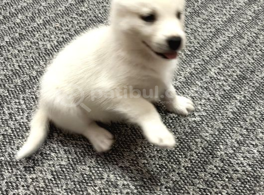 Beyaz Husky görsel