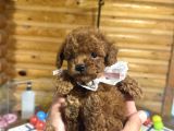 Çiftliğinden Kore Poodle Yavruları