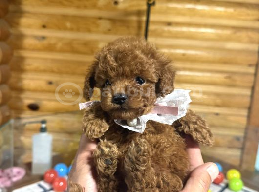 Çiftliğinden Kore Poodle Yavruları görsel