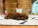 Çiftliğinden Kore Poodle Yavruları