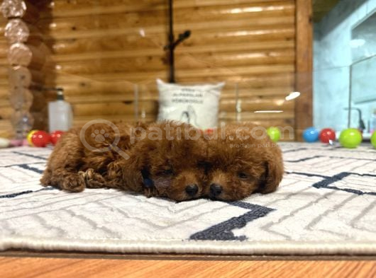 Çiftliğinden Kore Poodle Yavruları görsel