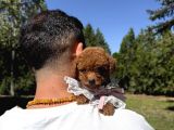Çiftliğinden Kore Poodle Yavruları