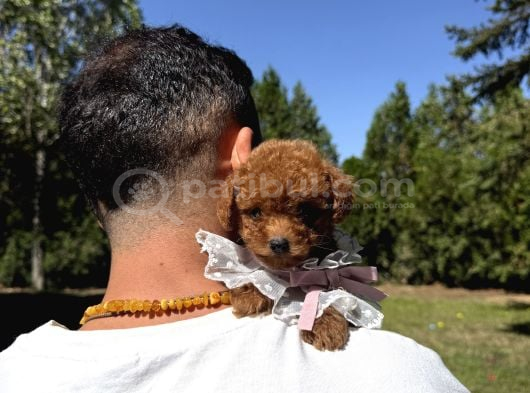 Çiftliğinden Kore Poodle Yavruları görsel