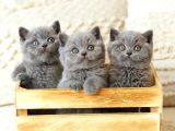 Blue Bebekler