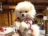 Çiftlikten Pomeranian Yavruları