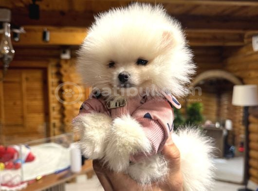 Çiftlikten Pomeranian Yavruları görsel