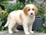 Doodle Bebekleri̇mi̇z Üst Sevi̇ye Bi̇r Şok Seçenek İle