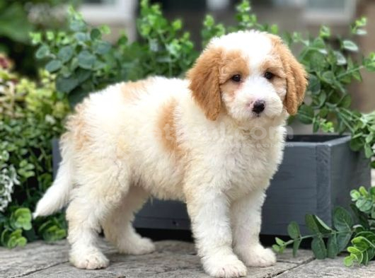 Doodle Bebekleri̇mi̇z Üst Sevi̇ye Bi̇r Şok Seçenek İle görsel