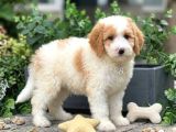 Doodle Bebekleri̇mi̇z Üst Sevi̇ye Bi̇r Şok Seçenek İle