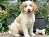 Doodle Bebekleri̇mi̇z Üst Sevi̇ye Bi̇r Şok Seçenek İle