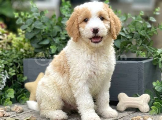 DOODLE BEBEKLERİMİZ ÜST SEVİYE BİR ŞOK SEÇENEK İLE
