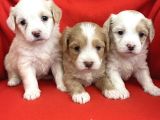 Wc Eğitimli-Aşılı Maltipoo Bebekler