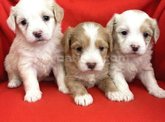Wc Eğitimli-Aşılı Maltipoo Bebekler