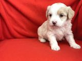 Wc Eğitimli-Aşılı Maltipoo Bebekler