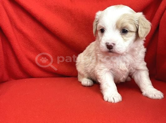 Wc Eğitimli-Aşılı Maltipoo Bebekler görsel