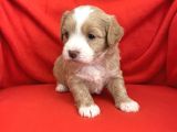 Wc Eğitimli-Aşılı Maltipoo Bebekler