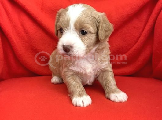Wc Eğitimli-Aşılı Maltipoo Bebekler görsel